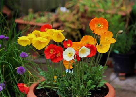 Growing Poppies In Pots Care And How To Grow Poppies In Containers Balcony Garden Web