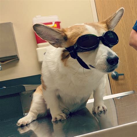 Dogs Wearing Goggles