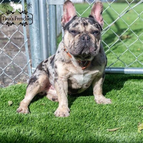 This dna calculator was created to combine breeders all over the world and make the search for the perfect puppies much easier. Frenchie Color Genetics - Tato's Frenchies | South Florida ...