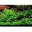 10 Tips For Rooted Aquarium Plants  Shrimp And Snail Breeder