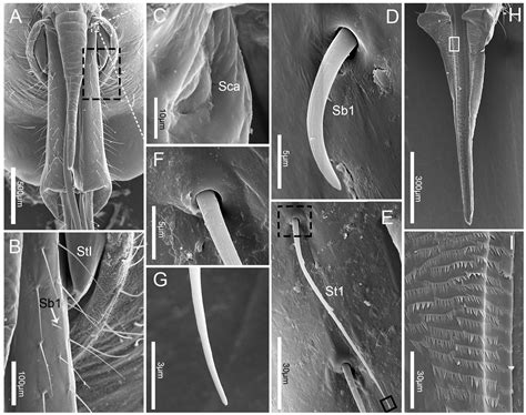 Insects Free Full Text Fine Morphology Of The Mouthparts In