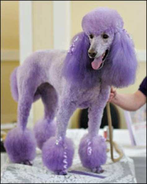 Purple Poodle Mini Poodle First Professional Groom Very Wiggly