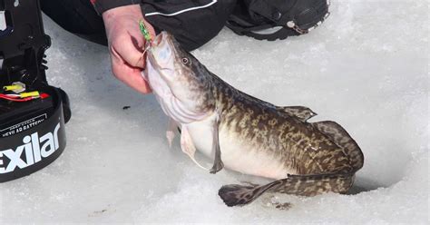 Organizers Cancel International Eelpout Festival In Walker