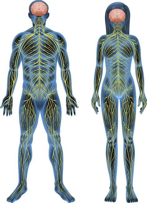 Human Body Nervous System Human Body Nervous System Human Anatomy Riset