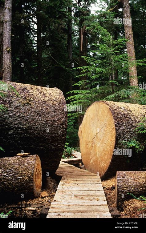 Large Fallen Sitka Spruce Tree With Sectioned Opening For Boardwalk In