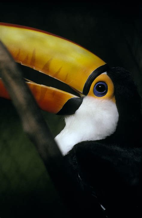 A Colorful Toco Toucans Blue Eye Photograph By Jason Edwards