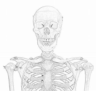Skeleton Coloring Pages Printable Skeletons Filminspector
