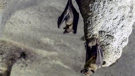 How Do Bats Poop Sounds Interesting