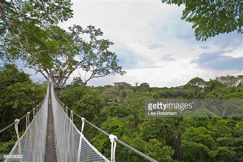 Amazon Rainforest Canopy Photos And Premium High Res Pictures Getty