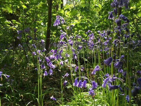 Bluebell Woodland Stock Photo Image Of Bluebells Branches 71320882