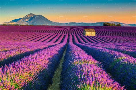 Lavender Fields In Provence France High Quality Nature Stock Photos