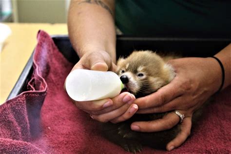 Rosamond Ford Zoo Welcomes Twin Red Pandas