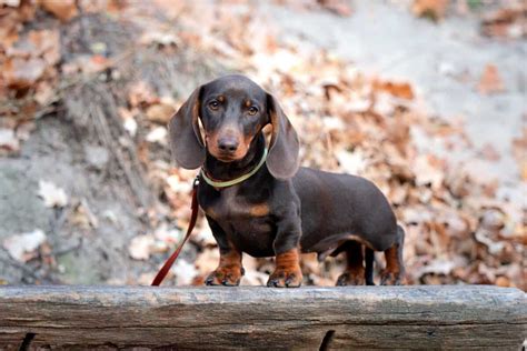 How Much Does A Miniature Dachshund Puppy Cost A Comprehensive Guide