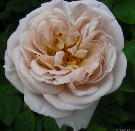 Was feiern wir am faschingsdienstag und woher kommt der begriff aschermittwoch? 'Aschermittwoch ' Rose Photo | Rose, Rose photos, Flowers