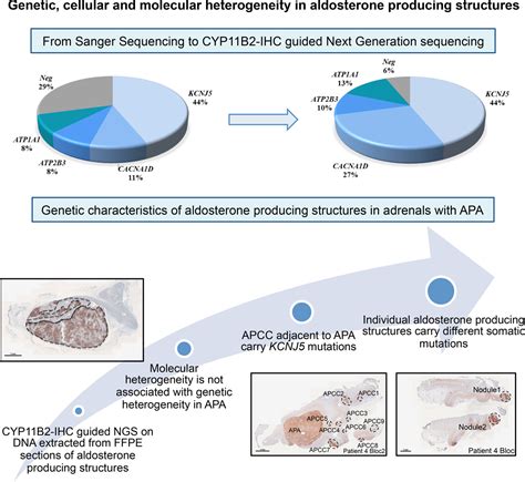 Genetic Cellular And Molecular Heterogeneity In Adrenals With