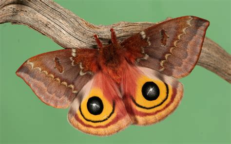 Animal Moth Hd Wallpaper
