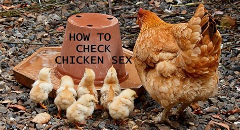 5 Visible Gender Differences On Your Chicks Chickens Backyard Chicken Treats Chicken Feed