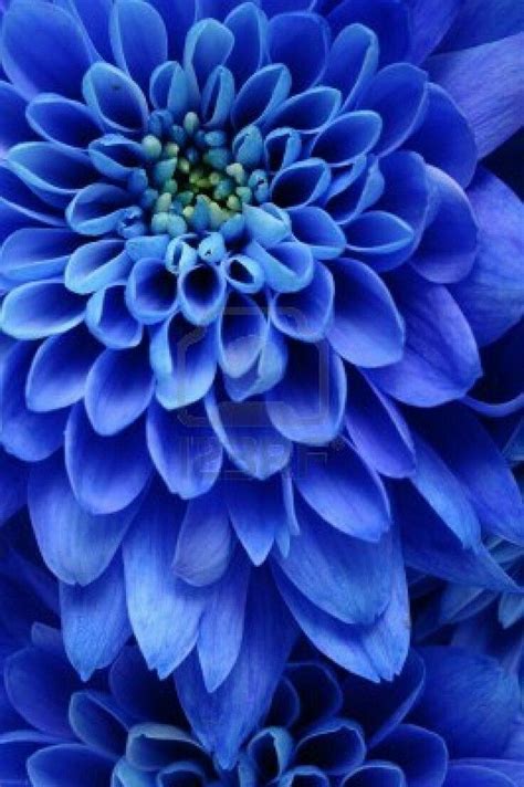 Celebrar Cada Nuevo Día Blue Flowers Blue Dahlia Flowers