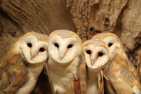 Robert E Fuller On Instagram The Barn Owls In My Garden