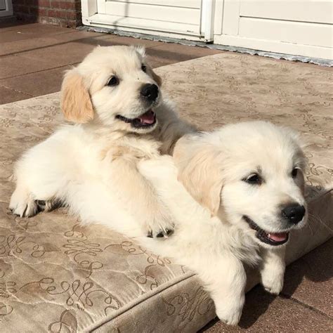 Just Some Cute Golden Retriever Pups Hanging Out Being Adorable And