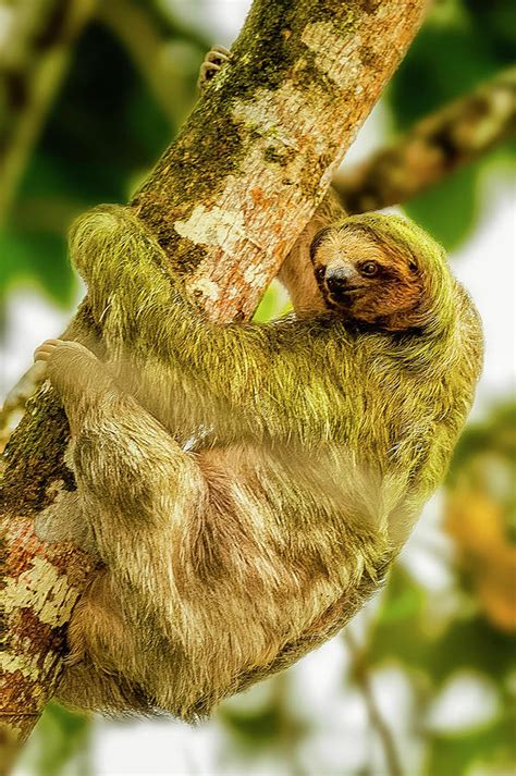 Brown Throated Three Toed Sloth Bradypus Variegatus