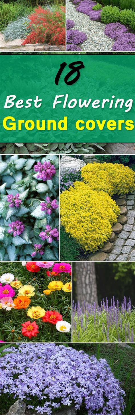 18 Best Flowering Ground Cover Plants Balcony Garden Web