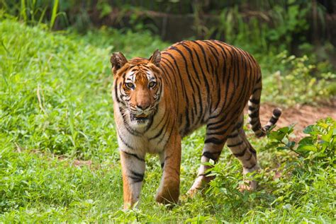 Sundarbans National Park In West Bengal Sundarbans Forest