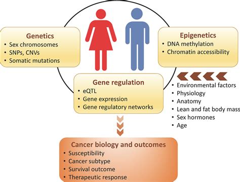 Frontiers Genome Wide Sex And Gender Differences In Cancer Free Hot