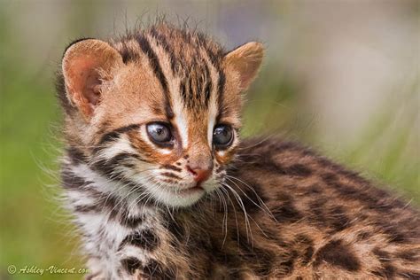 Heart Melting Photos Of Baby Lions And Leopard Cats