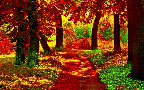 Free Download Path In Autumn Forest Full Hd Wallpaper And Background