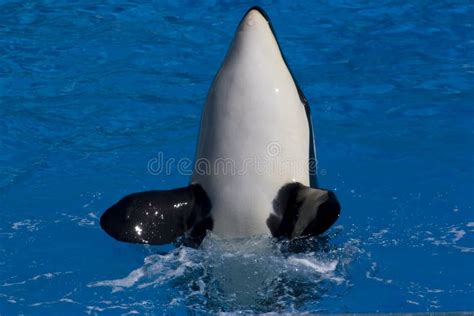 Killer Whale Orcinus Orca Stock Image Image Of Mammal White 25097095