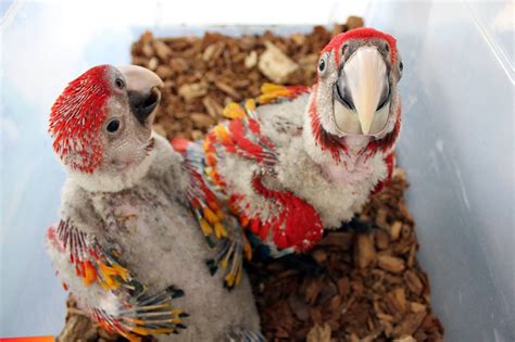 2 Scarlet Macaw Chicks Looking Cute