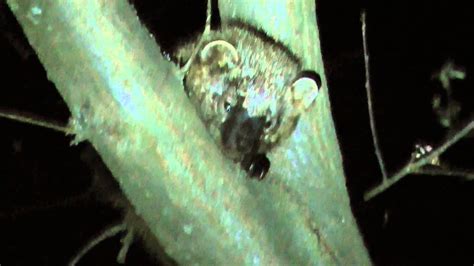 Many years ago people began to tame animals. Baby Fisher Cat - YouTube
