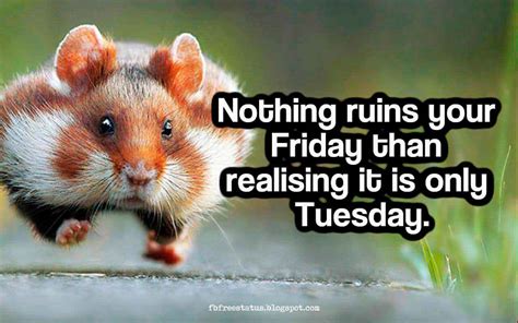 These funny tuesday quotes are a great way to start a workday at the front end of the week. Happy & Funny Tuesday Quotes With Images, Pictures