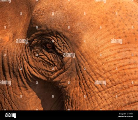 Elephant Eyelashes Hi Res Stock Photography And Images Alamy