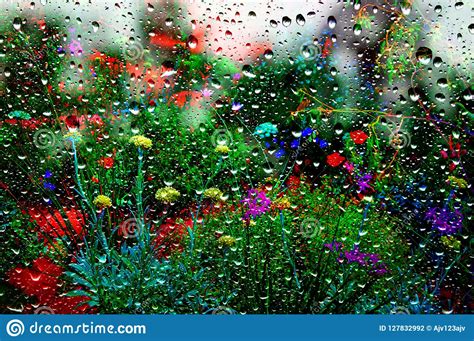 Flower Garden In The Summer Rain Stock Photo Image Of Plants Stanley