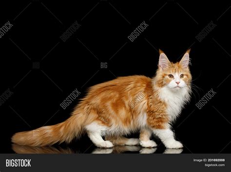 Ginger Maine Coon Cat Image And Photo Free Trial Bigstock