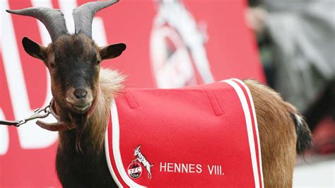 15 Gründe Für Den Derby Sieg Vom Fc Köln Bundesliga Bildde
