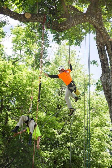 Utah Awards Best In State To Tree Climber The Daily Universe