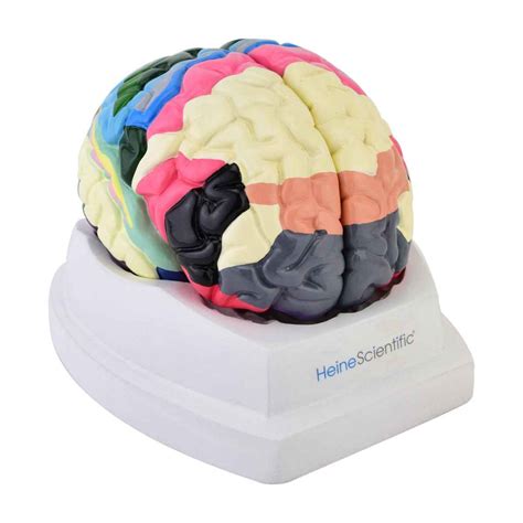 Modelo anatómico de cerebro con áreas Brodmann 2 partes