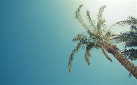 Palm 4k Wallpapers For Your Desktop Or Mobile Screen Free And Easy To