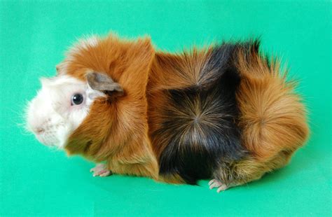 Abyssinian Guinea Pig Guide Complete Care And Breeding Information Inc