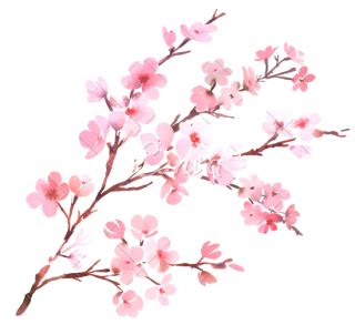 Cherry Blossom Silhouette Png : Cherry blossom euclidean , beautiful cherry blossoms, pink ...