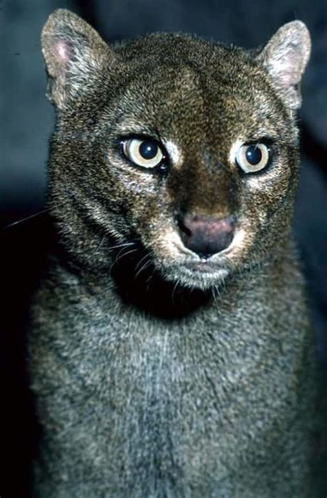 Awesome Photos Of Wild Cat Jaguarundi 30 Pics Pic 27 Wild Cats