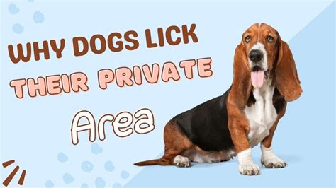 Why Do Dogs Lick Their Private Areas Explained And Answered Youtube