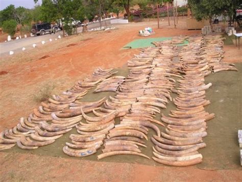 Most Illegal Ivory Comes From Recently Killed Elephants New Study