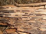 Dry Rot Wood Vs Termite Damage
