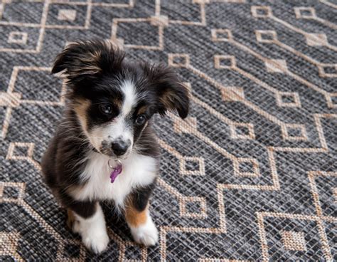 What Are The Best Rugs For Dogs