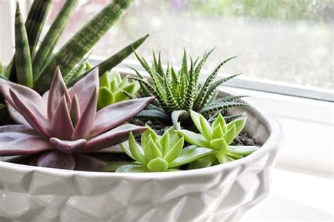 24 Beautiful Indoor Windowsill Flower Garden Ideas