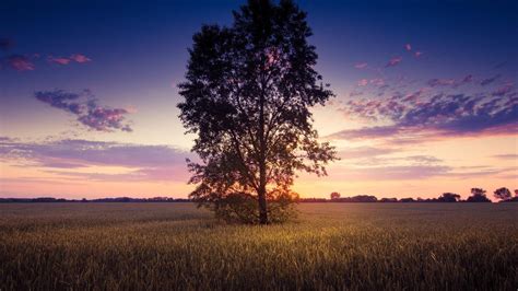 🥇 Sunset Clouds Landscapes Trees Fields Skyscapes Wallpaper 102154